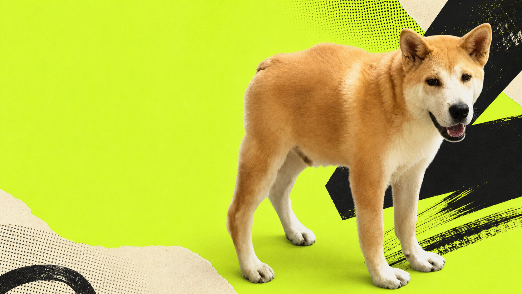 DOGGO, the tan and cream dog, on an electric lime graphic background